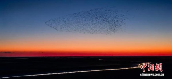 博宝配资 黄河三角洲：今年的鸟浪，和去年有何不一样？